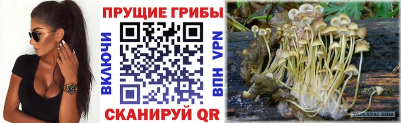 Псилоцибиновые грибы Cubensis  Купить где  Высоковск 