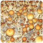Псилоцибиновые (галлюциногенные)  грибы Psilocybin "Golden Teacher" в Высоковске