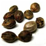 Семена марихуаны АК-47  (Seeds AK-47) в Высоковске
